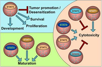 STATs in NK-Cells: The Good, the Bad, and the Ugly